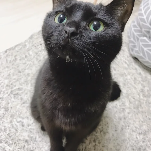 뮤지션