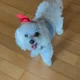 도토리