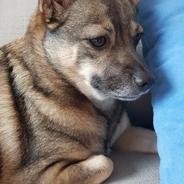 깜자