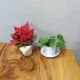 뿐뚱