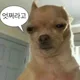 햄찌