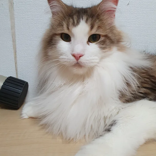 꽁양
