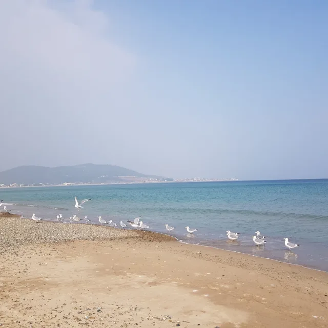 가자가자