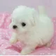 행복하당
