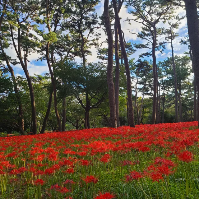 민들레