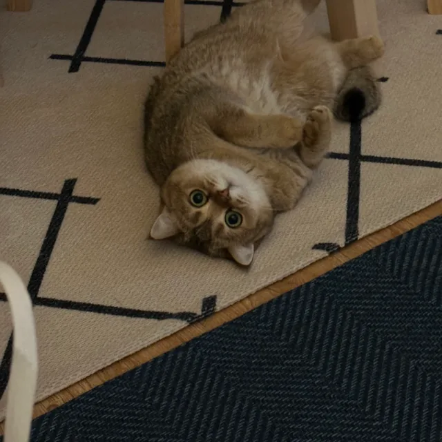 휘휘
