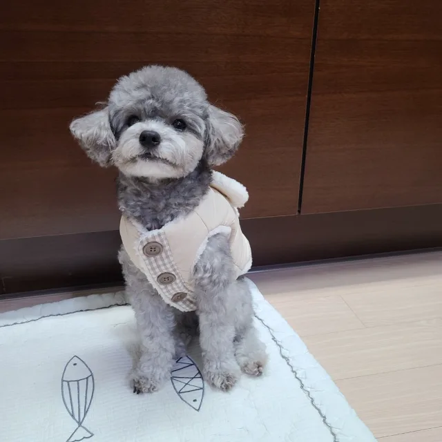 테디형