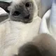 선희