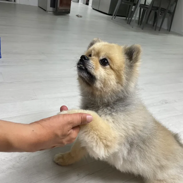우리집강아지포비