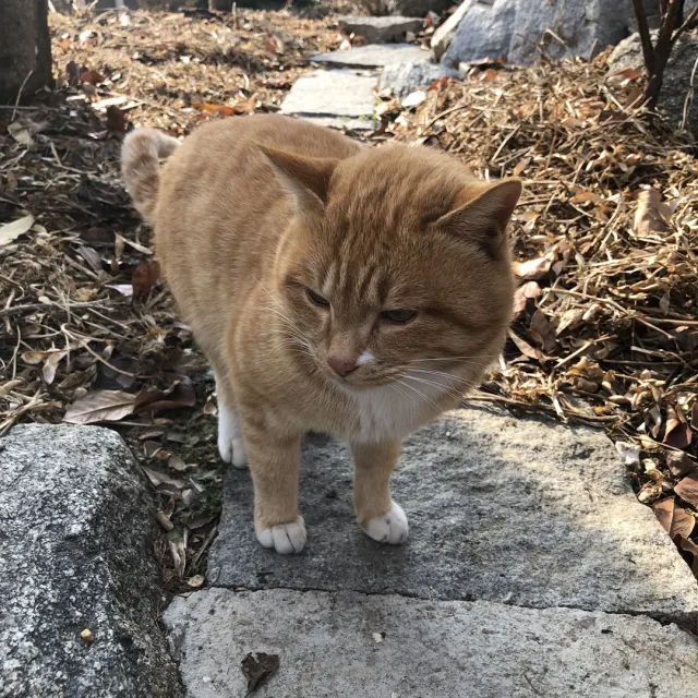 마요