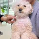 야이바보야