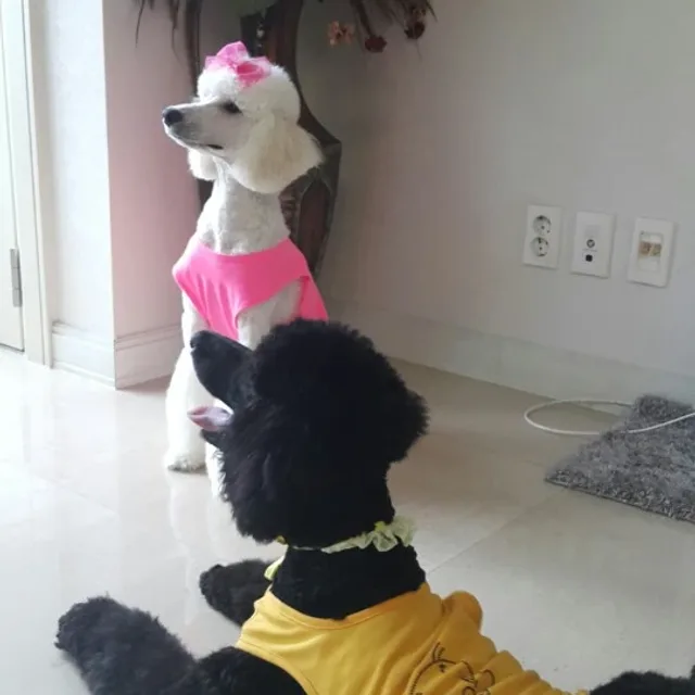 집빼고다팜아하집도팜