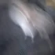 투니