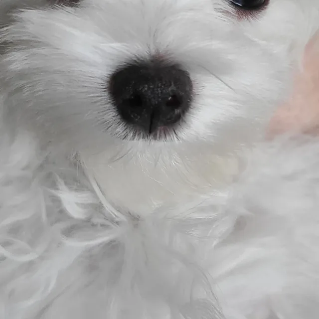 그림자