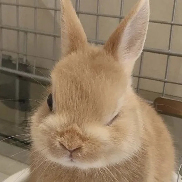 바니바니바니바니당근당근