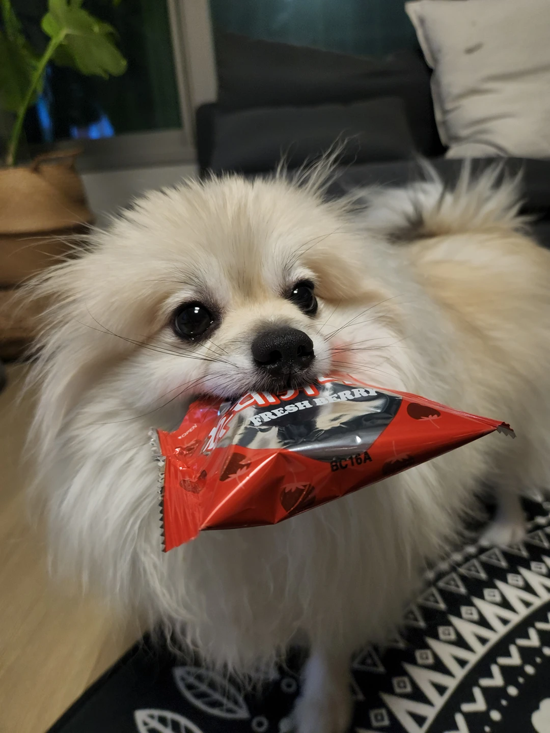 솜이