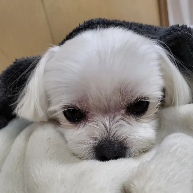 캠핑조햐