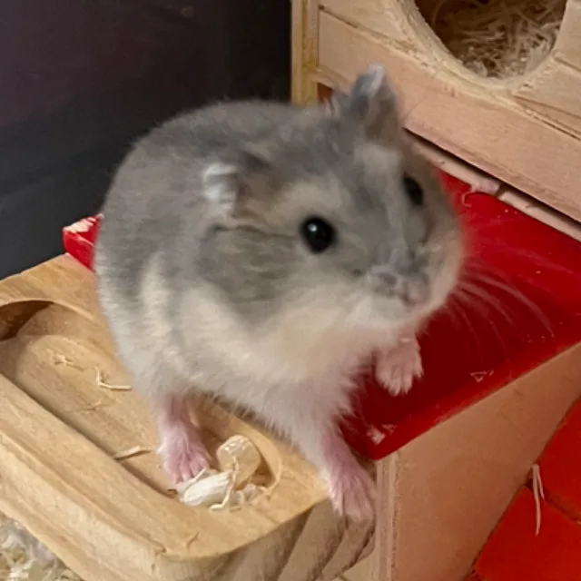 규토리