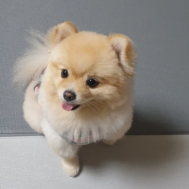 난맹구임