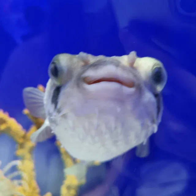 복어