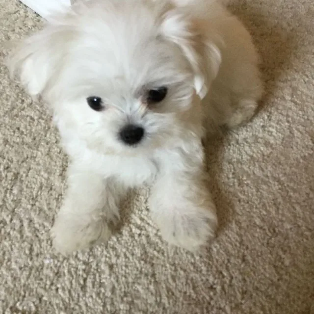 강아지