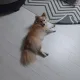 양송이수프