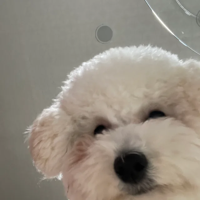 잼잼