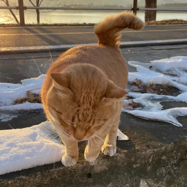 해피냥냥이
