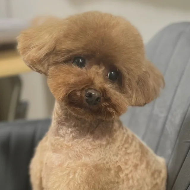 요링