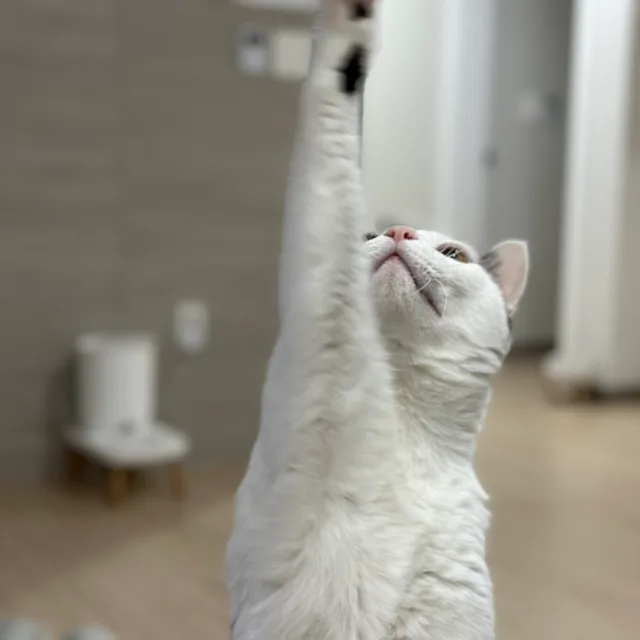 호야네
