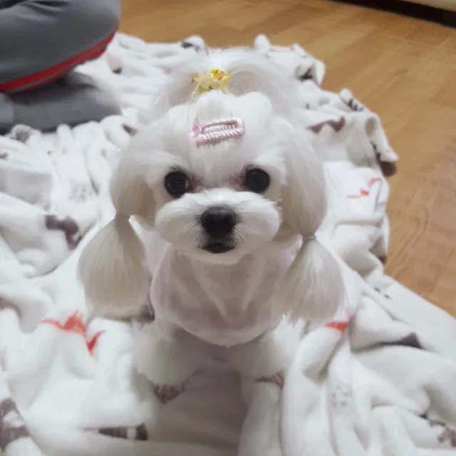 솜이파파