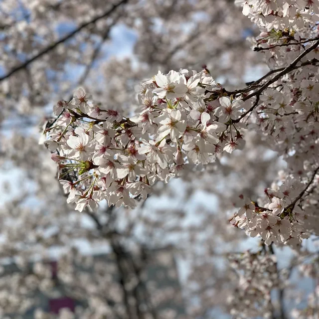 백설기네
