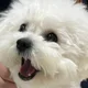 몽몽