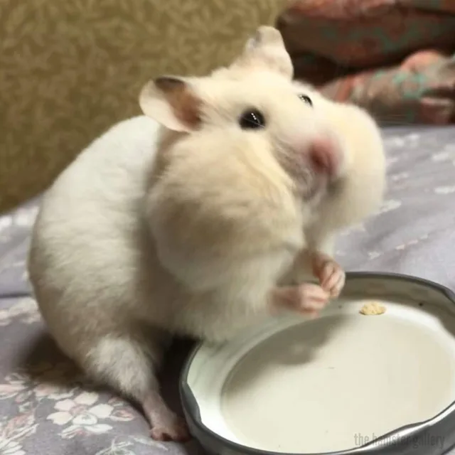 한슝
