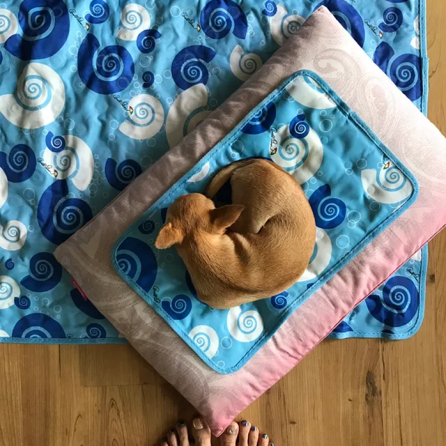 치와와베이글