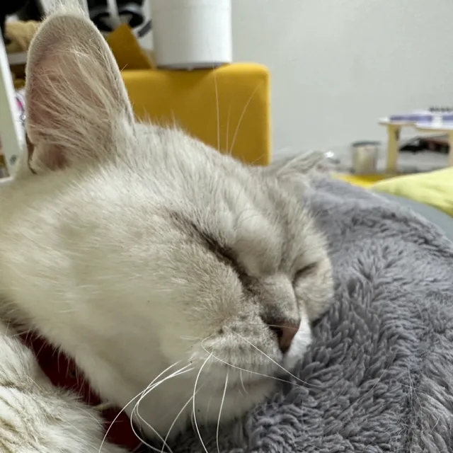 고옹이