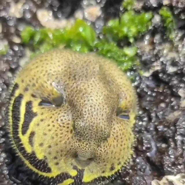 하이뜨