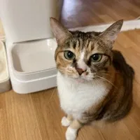 사슴나무