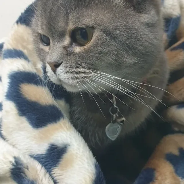 말랑이