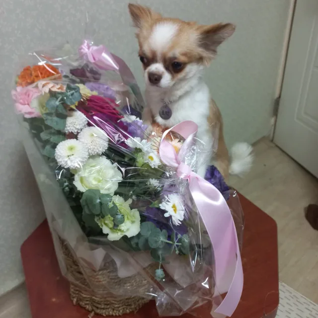 호박이