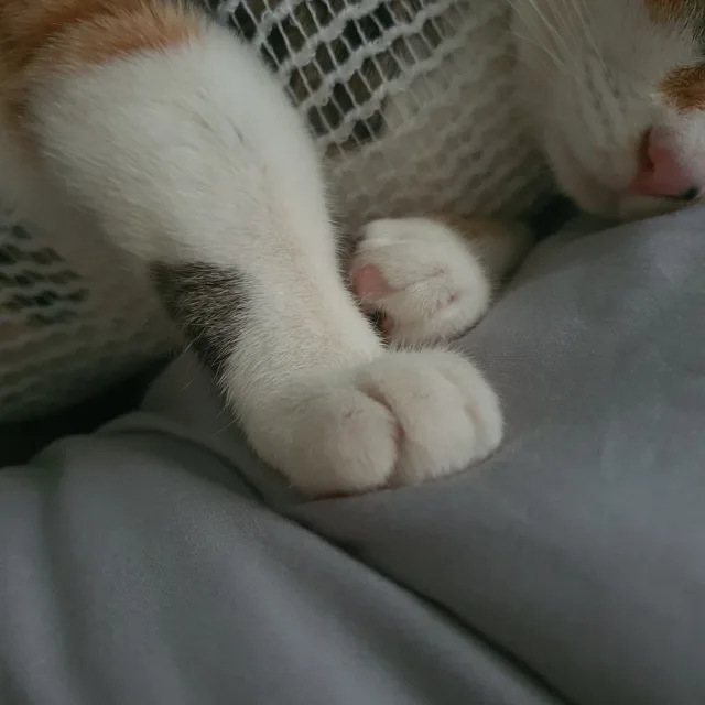 회색겨울