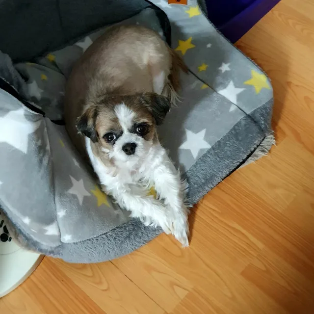 해바라기