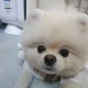 누조아