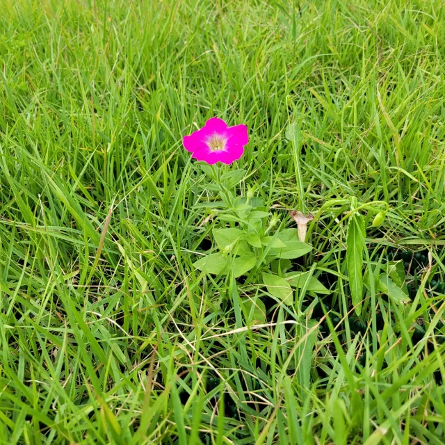 끝매수