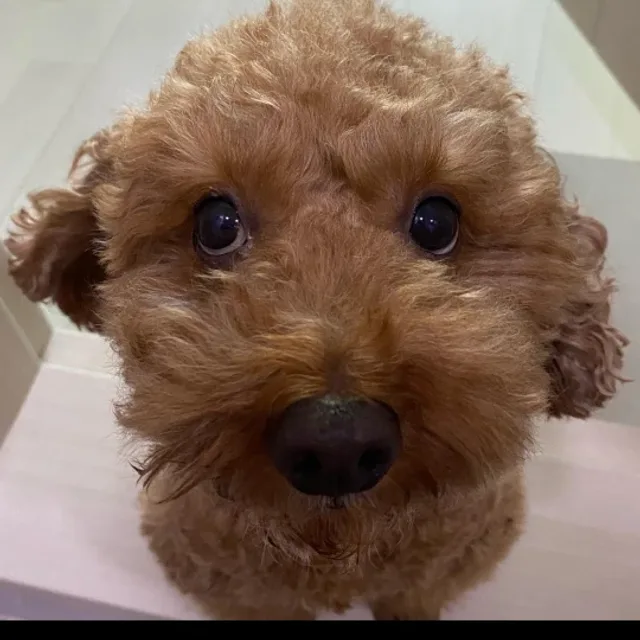 초코b