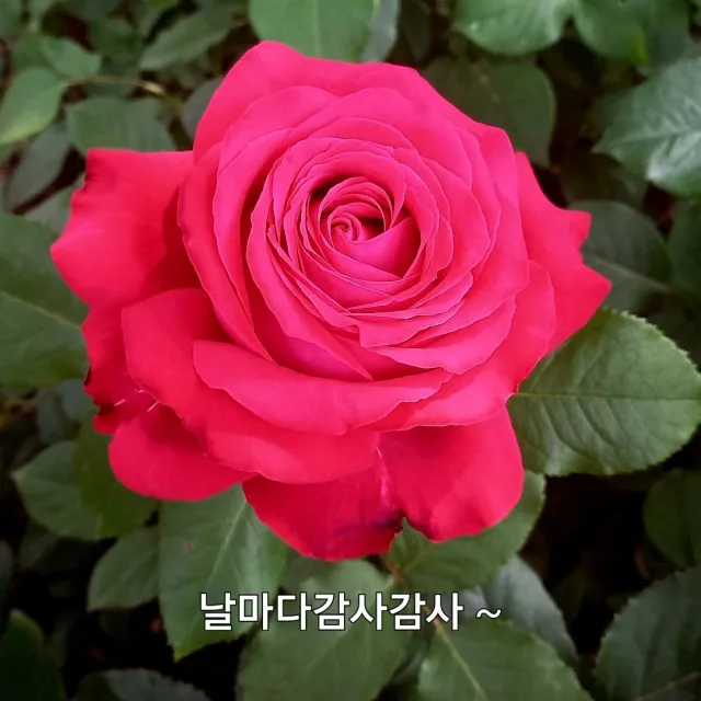 날마다감사감사
