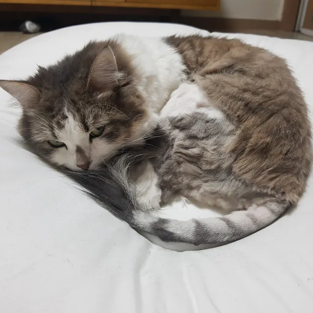 카드오피셜