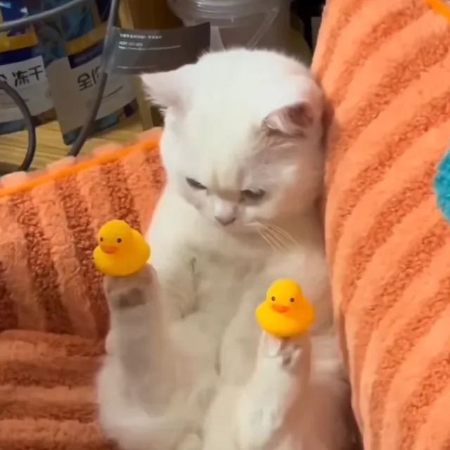 소이