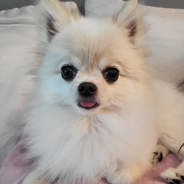 네오
