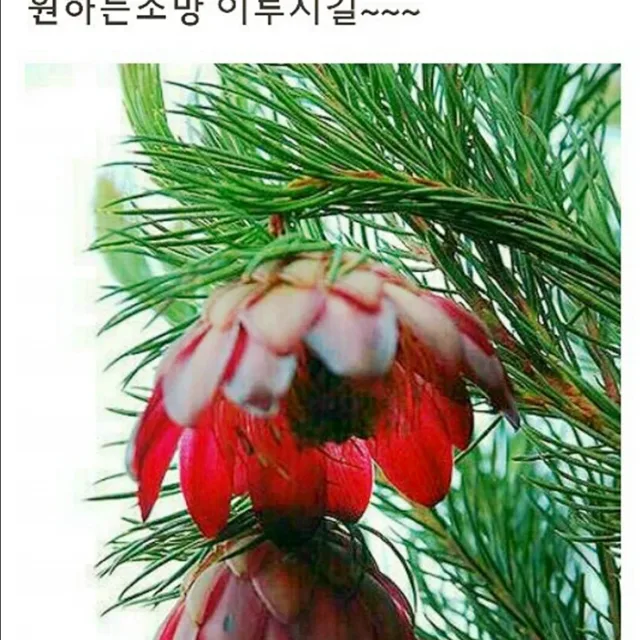 눈꽃